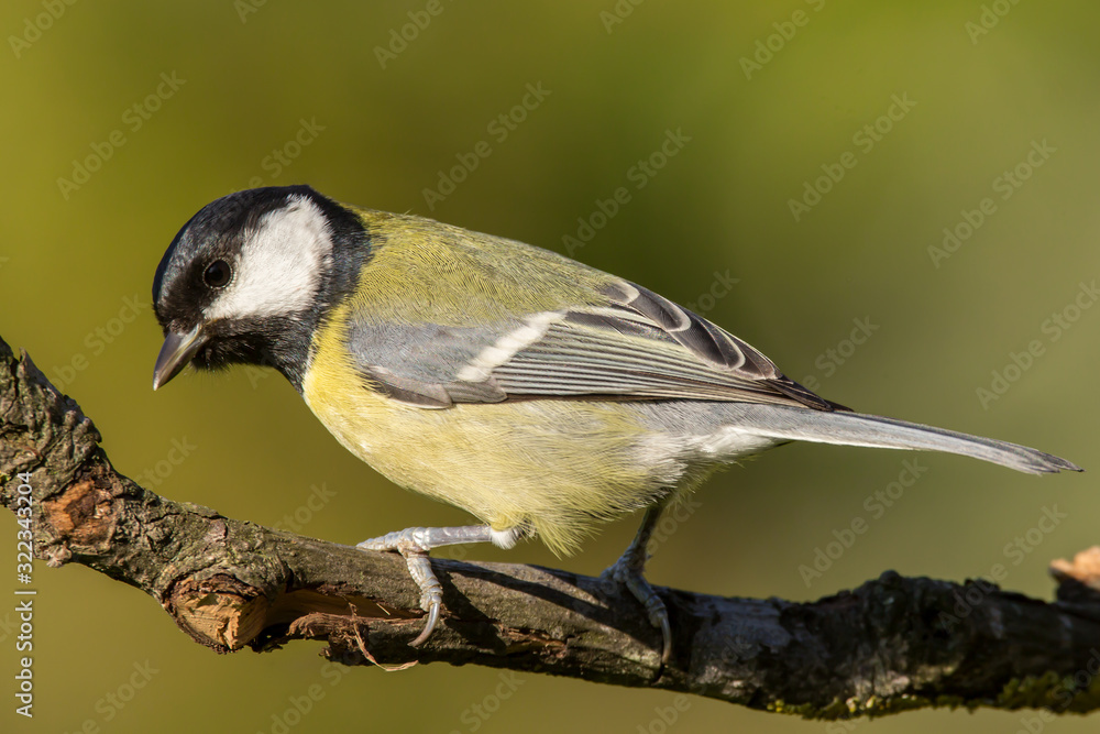 Obraz premium Great tit (Parus major) common garden bird close up, black yellow and white bird perching on the branch with blurry background