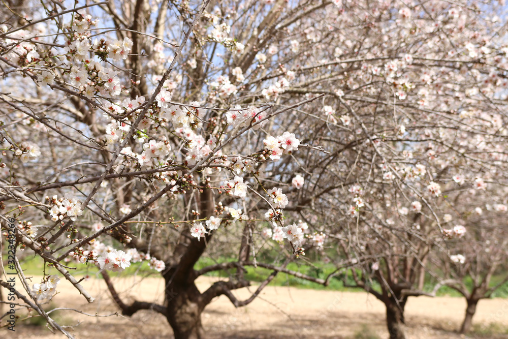 Fototapeta premium background of spring cherry blossoms tree. selective focus