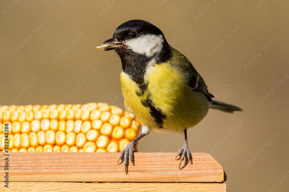 Obraz premium Great tit (Parus major) common garden bird at the bird feeder