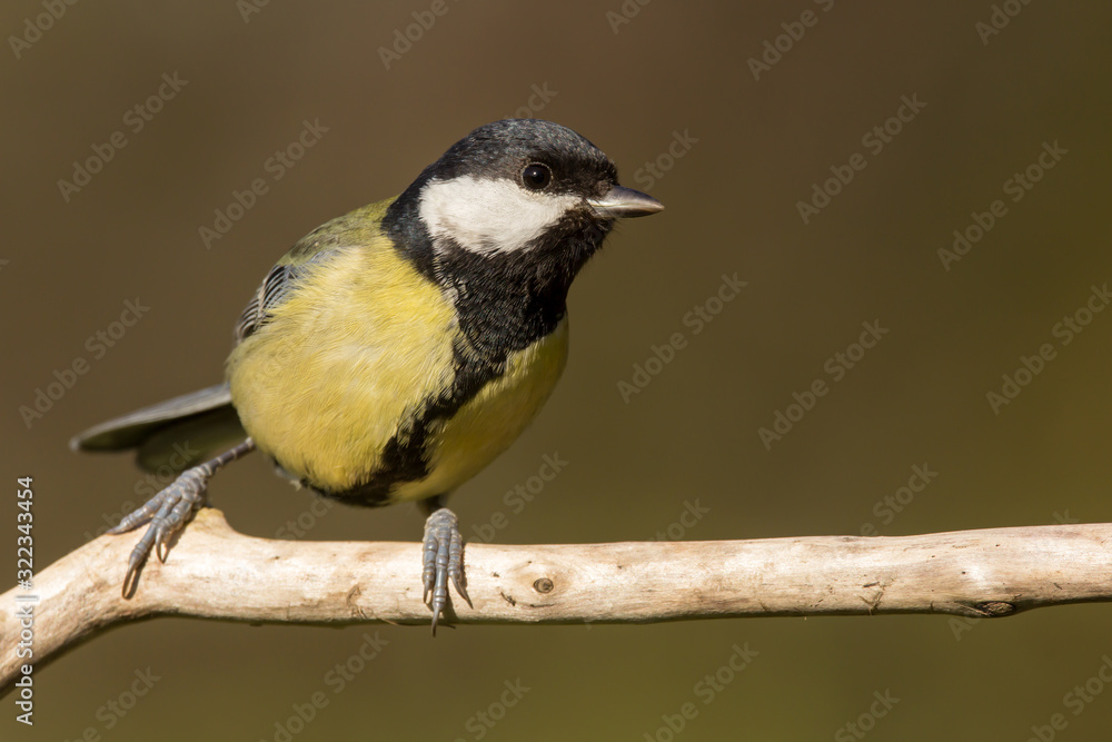 Obraz premium Great tit (Parus major) common garden bird close up, black yellow and white bird perching on the branch with blurry background