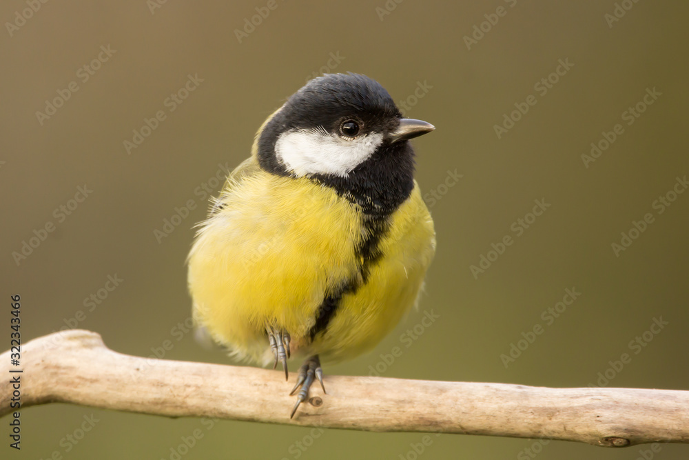 Great tit (Parus major) common garden bird close up, black yellow and white bird perching on the branch with blurry background