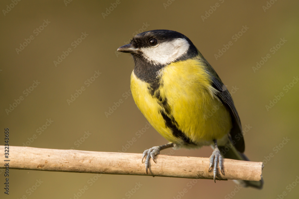 Great tit (Parus major) common garden bird close up, black yellow and white bird perching on the branch with blurry background Great tit (Parus major) common garden bird close up, black yellow and white bird perching on the branch with blurry background