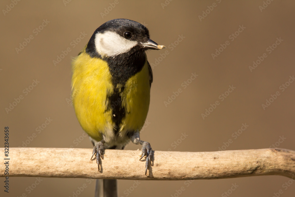 Obraz premium Great tit (Parus major) common garden bird close up, black yellow and white bird perching on the branch with blurry background