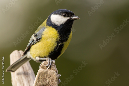 Great tit (Parus major) common garden bird close up, black yellow and white bird perching on the branch with blurry background