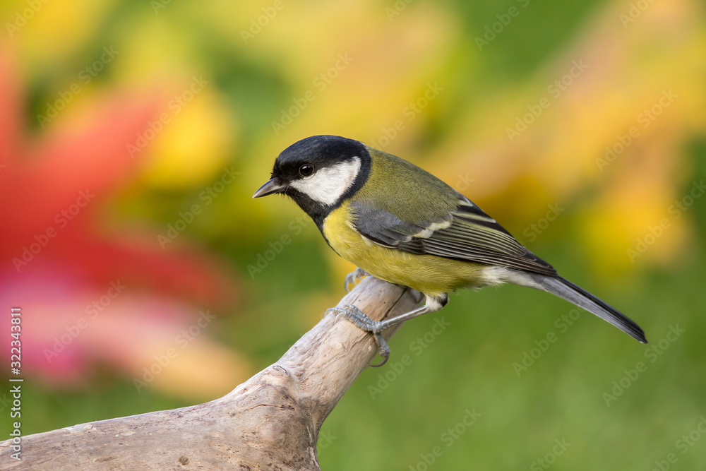 Obraz premium Great tit (Parus major) common garden bird close up, black yellow and white bird perching on the branch with warm autumn colors in blurry background