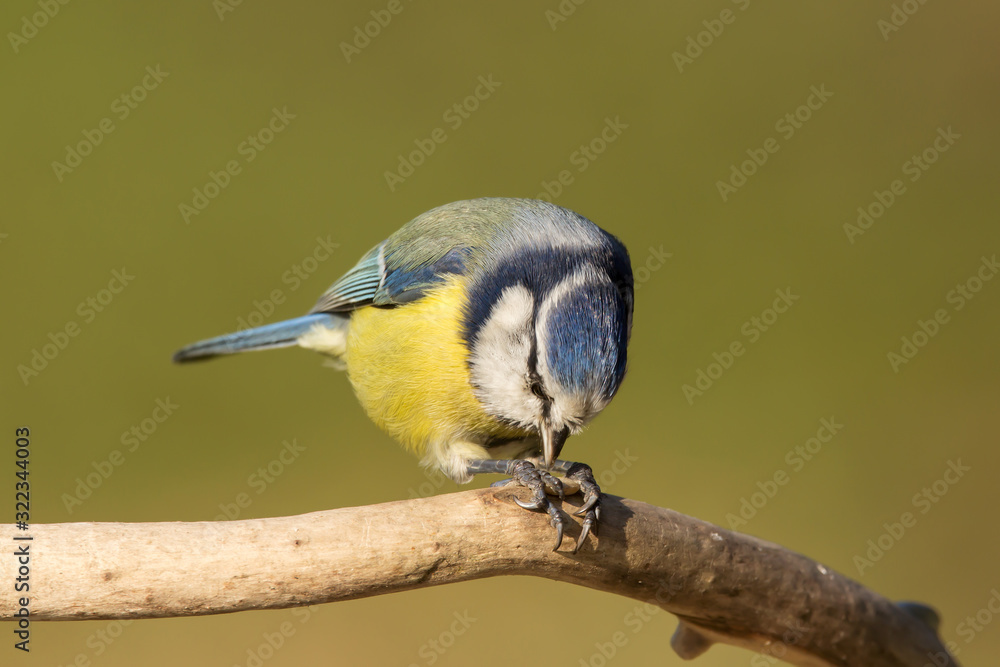 Obraz premium Blue tit (Cyanistes caeruleus) or Eurasian blue tit, small passerine bird in the tit family Paridae. Blue, yellow and white plumage small sized common garden bird.