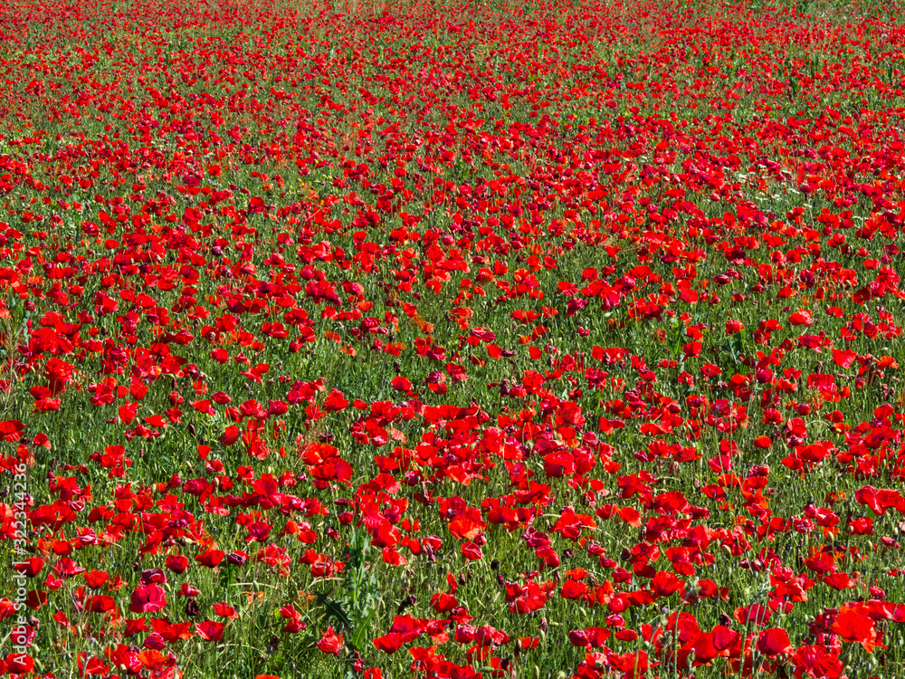 Field full of poppies 
