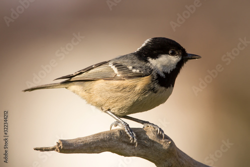 Coal tit (Periparus ater) or cole tit, black-crested tit, very small bird in family Paridae. Tiny bird with white nape spot on its black head, white striped tit