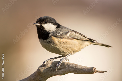 Coal tit (Periparus ater) or cole tit, black-crested tit, very small bird in family Paridae. Tiny bird with white nape spot on its black head, white striped tit