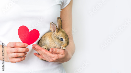 Banner little rabbit and heart in human hands. The concept of animal protection and conservation. Bunny close-up in the palm of the girl's hand. Careful attitude to nature. Copy space.