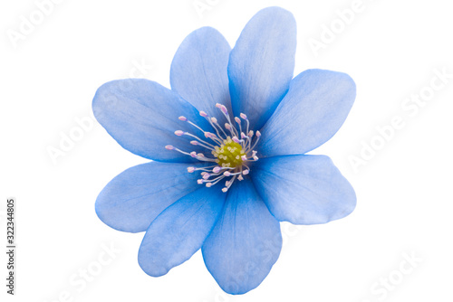 Fototapeta Naklejka Na Ścianę i Meble -  blue flower isolated