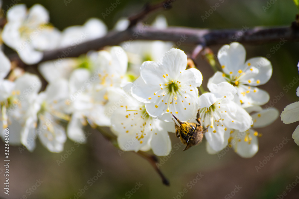 Bee with proboscis in pollen drinks nectar in spring on a flower of a tree