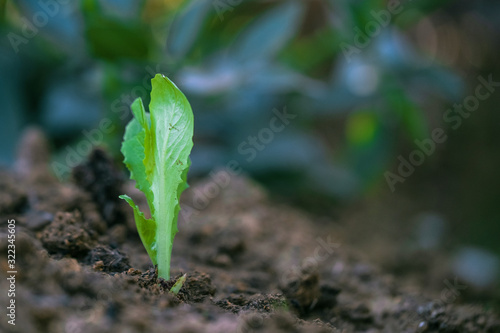 lettuce sprouting on cultivated land. organic farming concept
