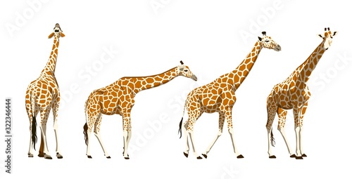 African giraffe. set of color illustrations on a white