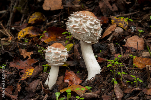 Foto Macrolepiota rhacodes growing on the forest floor