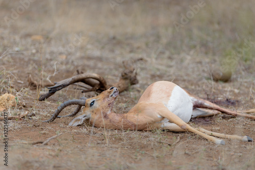 Dead animal, impala carcass dead impala photo