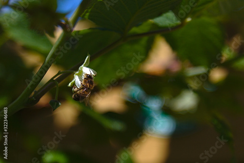 Bee pollinating a flower. Dark green leaves in the background with specks of blue and light brown