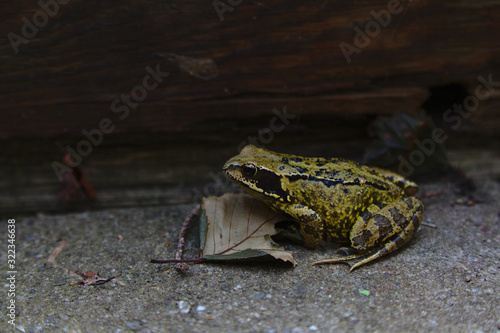Green frog in the garden with dark wood in the background. 