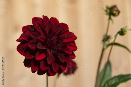 Dark red dahlia flower in the garden, with blurry cedar wood fence in the background