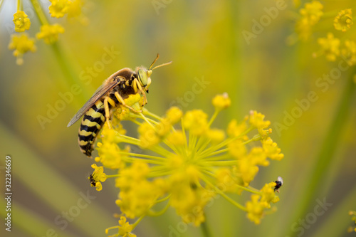 close-up of yellow flower with stamen with a yellow and black wasp on it. Macro photography of insect and flower. © fuen30