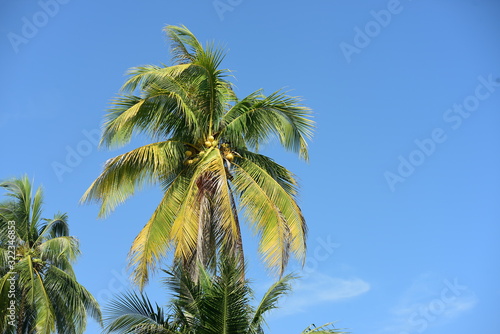Wallpaper Mural View of coconut trees and the sky Torontodigital.ca