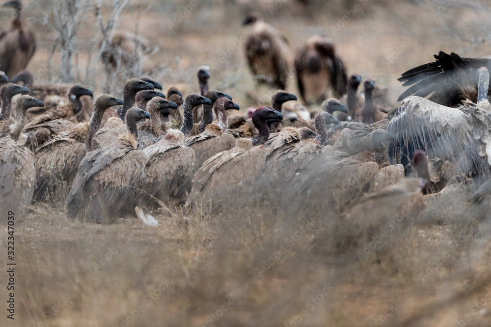 Vulture on carcass, dead deer dead impala in the wilderness Vulture on carcass, dead deer dead impala in the wilderness