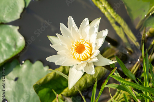 the white lotus flower bloomimg