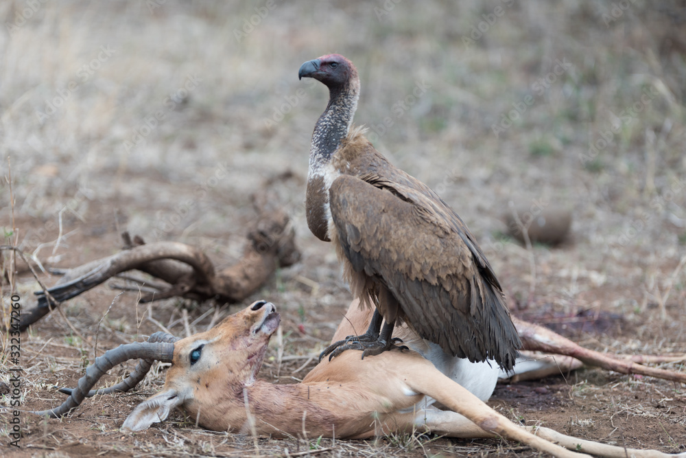 Vulture on carcass, dead deer dead impala in the wilderness Vulture on carcass, dead deer dead impala in the wilderness