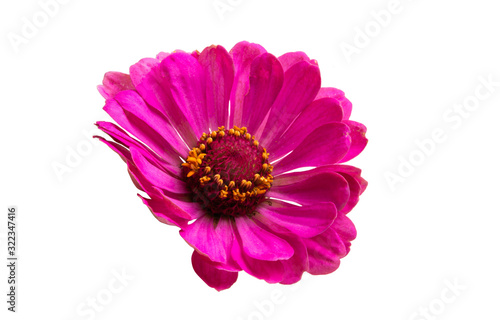 pink zinnia flower isolated