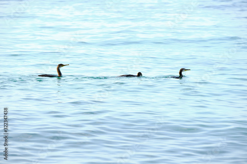 Three cormorants swim in the Mediterranean Sea, Costa Brava, Girona © Víctor