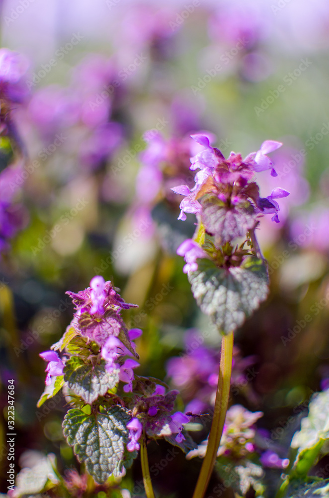 Little spring flowers outdoors for background Little spring flowers outdoors for background
