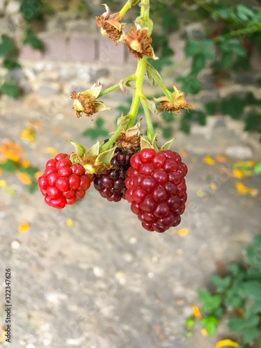 Ripe and unripe blackberries grow on the bushes. Ripe and unripe blackberries. Wild fruits blackberries on a branch.