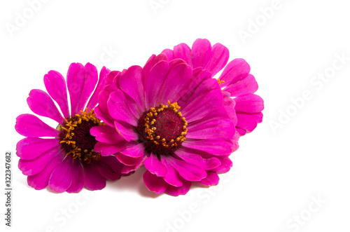 pink zinnia flower isolated © ksena32