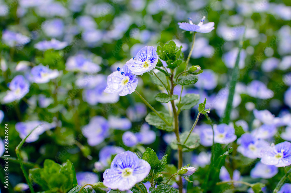 Little blue Veronica flowers bloom outdoors Little blue Veronica flowers bloom outdoors