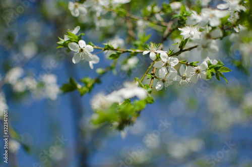 Lovely delicate cherry blossom in warm spring weather for background