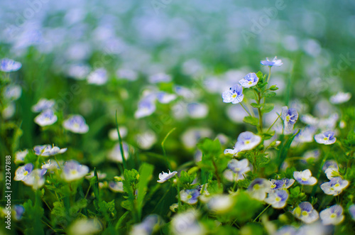 Little blue Veronica flowers bloom outdoors