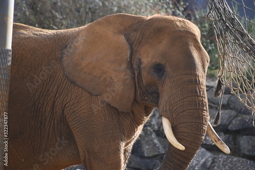Beautiful African elephant at the zoo