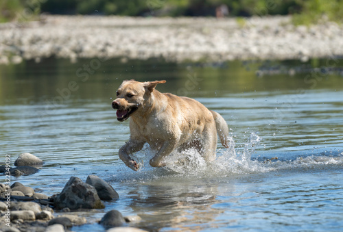 Canvas-taulu Running Labrador Retriever on river playing fetch
