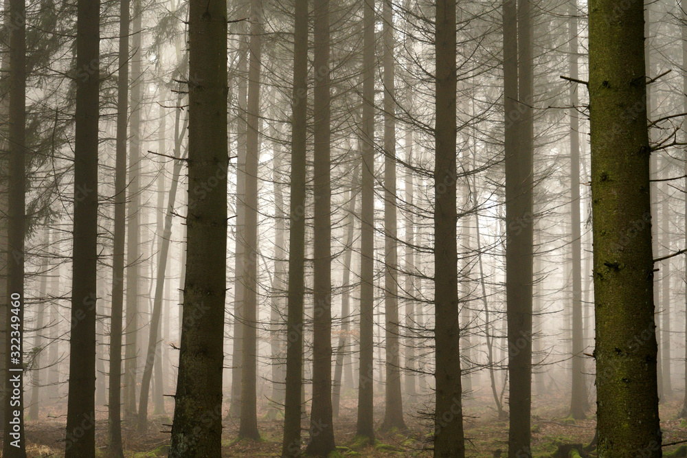 Naklejka premium nebel im wald