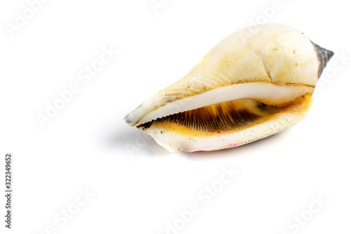 Summer concept background. Trendy natural organic color seashell isolated on white backdrop. Soft focus