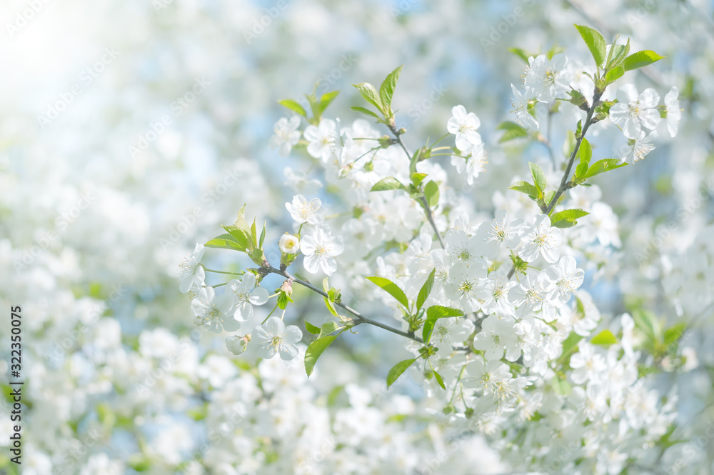 Cherry blossom in the sunlight. Beautiful delicate spring background. Flowering tree cherry. Selective soft focus. - obrazy, fototapety, plakaty 