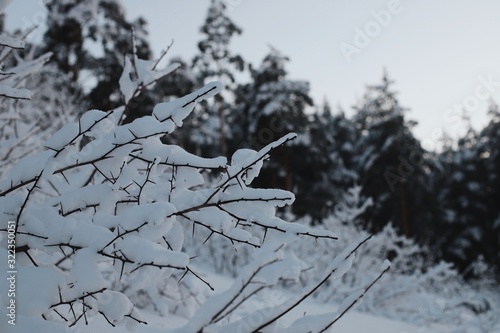 Sprigs of forest shrubs sagged under the weight of the snow lying on them in a winter pine forest.