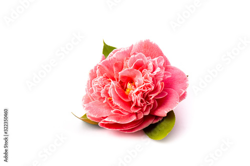 Flor de camelia sobre fondo blanco