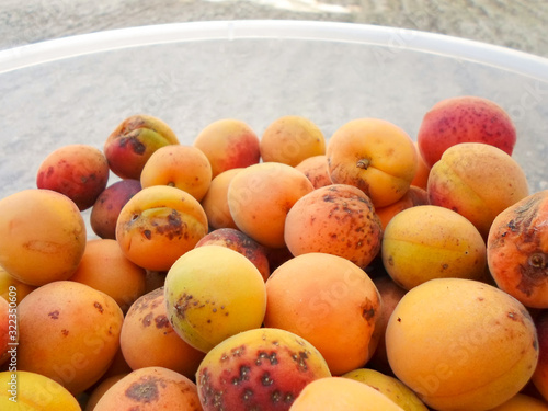 many apricots lie. closeup of fresh apricots as background