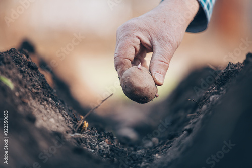 Close up of man hand planting potatoes on his huge garden, gardening concept © Khaligo