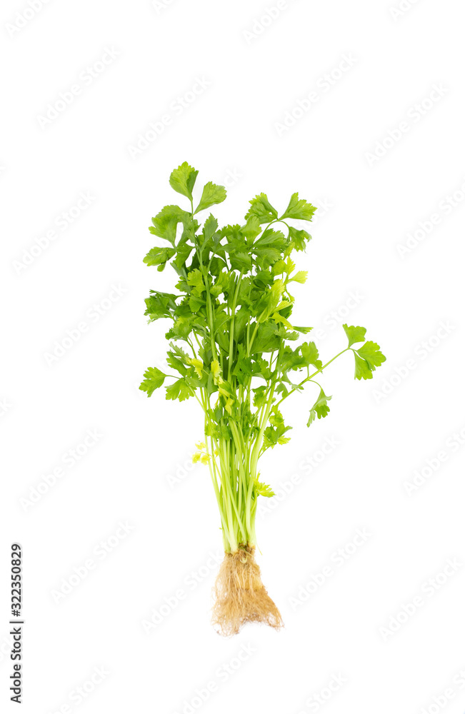 Celery leaves and root isolate on white background, Thai green vegetables. Celery leaves and root isolate on white background, Thai green vegetables.