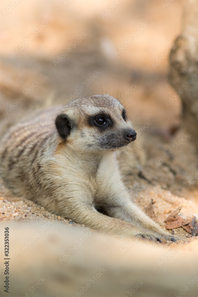 Fototapeta premium The meerkat