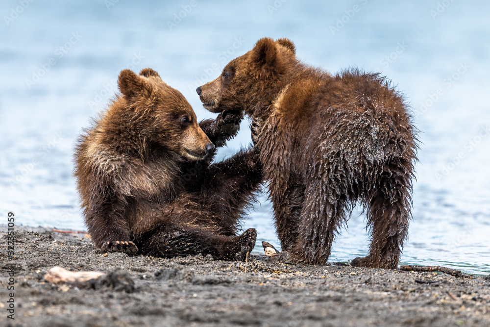 Obraz premium Ruling the landscape, brown bears of Kamchatka (Ursus arctos beringianus)