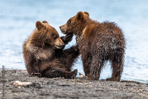 Rządząc krajobrazem, niedźwiedzie brunatne Kamczatki (Ursus arctos beringianus)