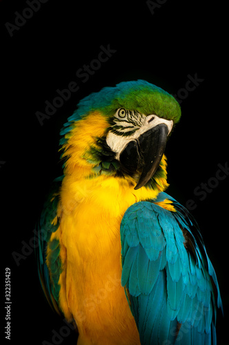Blue and Yellow Macaw on a black background